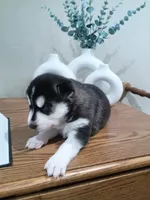 Roxy, a female Siberian Husky for sale in Harlan, IN – Photo 4 of 4