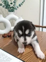 Roxy, a female Siberian Husky for sale in Harlan, IN – Photo 2 of 4