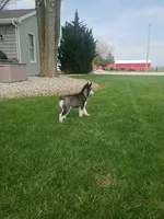 AKC. Piper, a female Siberian Husky for sale in Harlan, IN – Photo 5 of 9