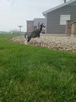 AKC. Piper, a female Siberian Husky for sale in Harlan, IN – Photo 1 of 8