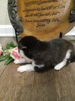 Piper, a female Siberian Husky for sale in Harlan, IN – Photo 4 of 5