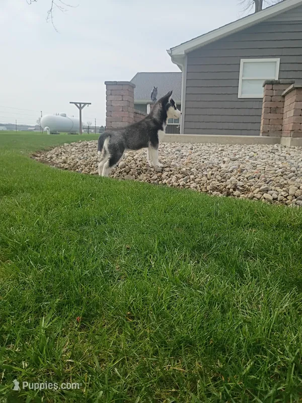AKC. Piper, a female Siberian Husky for sale in Harlan, IN – Photo 1 of 9