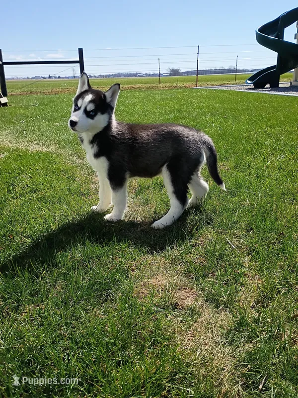 AKC. Piper – Siberian Husky puppy for sale in Harlan, IN
