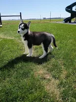AKC. Piper, a female Siberian Husky for sale in Harlan, IN – Photo 3 of 9