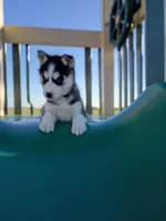 AKC. Piper, a female Siberian Husky for sale in Harlan, IN – Photo 6 of 7