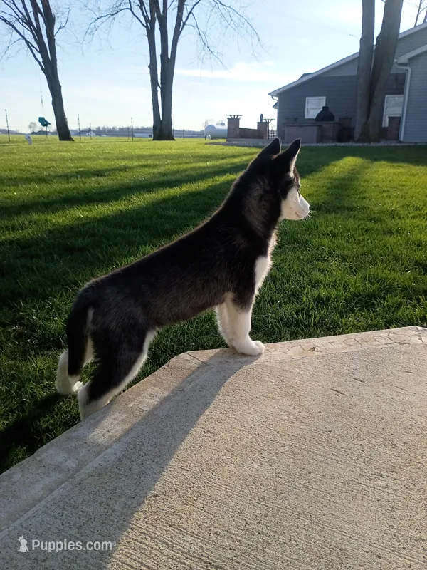 AKC. Piper – Siberian Husky puppy for sale in Harlan, IN