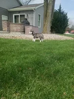 AKC. Piper, a female Siberian Husky for sale in Harlan, IN – Photo 2 of 9