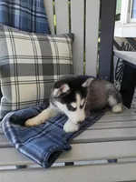 AKC. Piper, a female Siberian Husky for sale in Harlan, IN – Photo 9 of 9