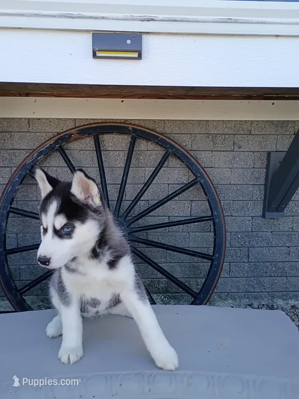 AKC. Piper – Siberian Husky puppy for sale in Harlan, IN