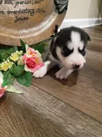 Piper, a female Siberian Husky for sale in Harlan, IN – Photo 5 of 5