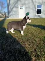 AKC. Piper, a female Siberian Husky for sale in Harlan, IN – Photo 1 of 7