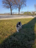 AKC. Piper, a female Siberian Husky for sale in Harlan, IN – Photo 7 of 7