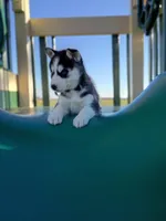 AKC. Piper, a female Siberian Husky for sale in Harlan, IN – Photo 2 of 7