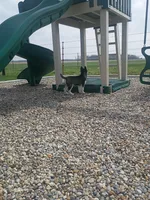 AKC. Piper, a female Siberian Husky for sale in Harlan, IN – Photo 7 of 9