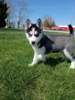 AKC. Piper, a female Siberian Husky for sale in Harlan, IN – Photo 6 of 9
