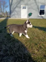 AKC. Piper, a female Siberian Husky for sale in Harlan, IN – Photo 5 of 7