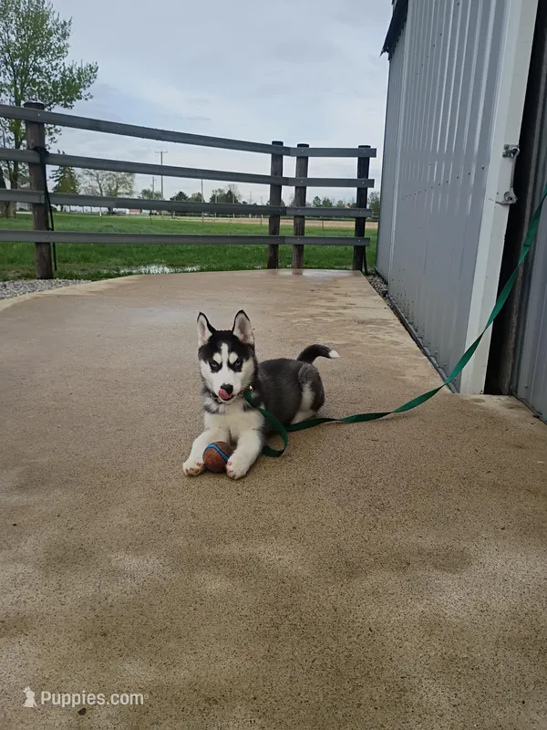 AKC. Piper – Siberian Husky puppy for sale in Harlan, IN