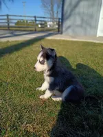AKC. Piper, a female Siberian Husky for sale in Harlan, IN – Photo 4 of 7