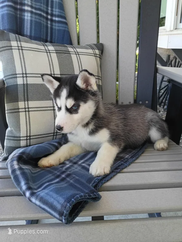 AKC. Piper – Siberian Husky puppy for sale in Harlan, IN