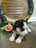 Piper, a female Siberian Husky for sale in Harlan, IN – Photo 2 of 5