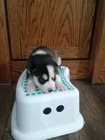 Rocky, a male Siberian Husky for sale in Harlan, IN – Photo 2 of 3