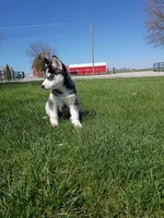 AKC. Rocky, a male Siberian Husky for sale in Harlan, IN – Photo 2 of 9