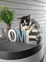 AKC. Rocky, a male Siberian Husky for sale in Harlan, IN – Photo 2 of 8