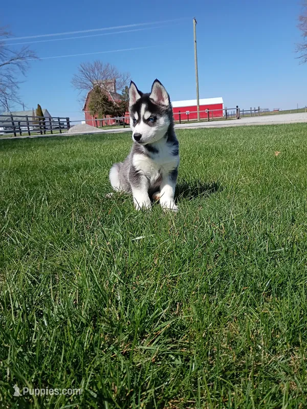 AKC. Rocky – Siberian Husky puppy for sale in Harlan, IN