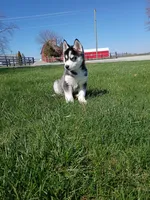 AKC. Rocky, a male Siberian Husky for sale in Harlan, IN – Photo 1 of 9