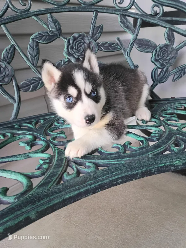 Rocky – Siberian Husky puppy for sale in Harlan, IN