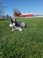 AKC. Rocky, a male Siberian Husky for sale in Harlan, IN – Photo 7 of 9