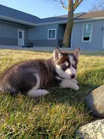 AKC. Rocky, a male Siberian Husky for sale in Harlan, IN – Photo 4 of 8