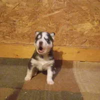 AKC. Rocky, a male Siberian Husky for sale in Harlan, IN – Photo 6 of 8