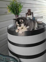 AKC. Rocky, a male Siberian Husky for sale in Harlan, IN – Photo 3 of 8