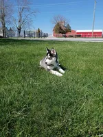 AKC. Rocky, a male Siberian Husky for sale in Harlan, IN – Photo 9 of 9