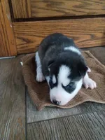 Rocky, a male Siberian Husky for sale in Harlan, IN – Photo 3 of 3