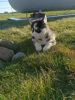 AKC. Rocky, a male Siberian Husky for sale in Harlan, IN – Photo 5 of 8