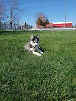 AKC. Rocky, a male Siberian Husky for sale in Harlan, IN – Photo 8 of 9