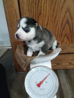 Rocky, a male Siberian Husky for sale in Harlan, IN – Photo 1 of 3