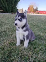 AKC. Beau, a male Siberian Husky for sale in Harlan, IN – Photo 8 of 8