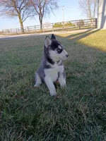 AKC. Beau, a male Siberian Husky for sale in Harlan, IN – Photo 7 of 8