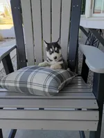 AKC. Beau, a male Siberian Husky for sale in Harlan, IN – Photo 3 of 8