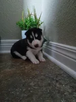 Beau, a male Siberian Husky for sale in Harlan, IN – Photo 3 of 7