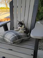 AKC. Beau, a male Siberian Husky for sale in Harlan, IN – Photo 5 of 8