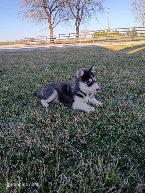 AKC. Beau – Siberian Husky puppy for sale in Harlan, IN