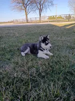AKC. Beau, a male Siberian Husky for sale in Harlan, IN – Photo 6 of 8