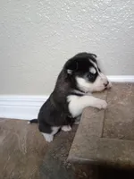 Beau, a male Siberian Husky for sale in Harlan, IN – Photo 5 of 7