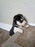 Beau, a male Siberian Husky for sale in Harlan, IN – Photo 2 of 7