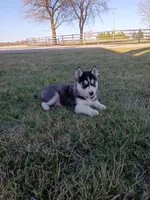 AKC. Beau, a male Siberian Husky for sale in Harlan, IN – Photo 4 of 8