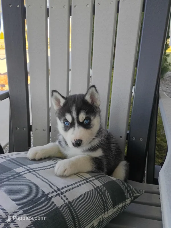 Beau – Siberian Husky puppy for sale in Harlan, IN